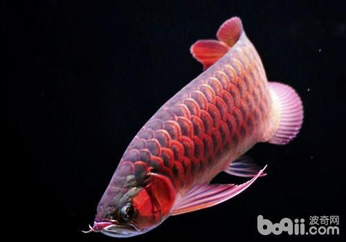 一條龍魚要多少錢：一條龍魚的價(jià)格是多少