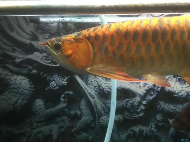 龍魚(yú)細(xì)菌感染圖片