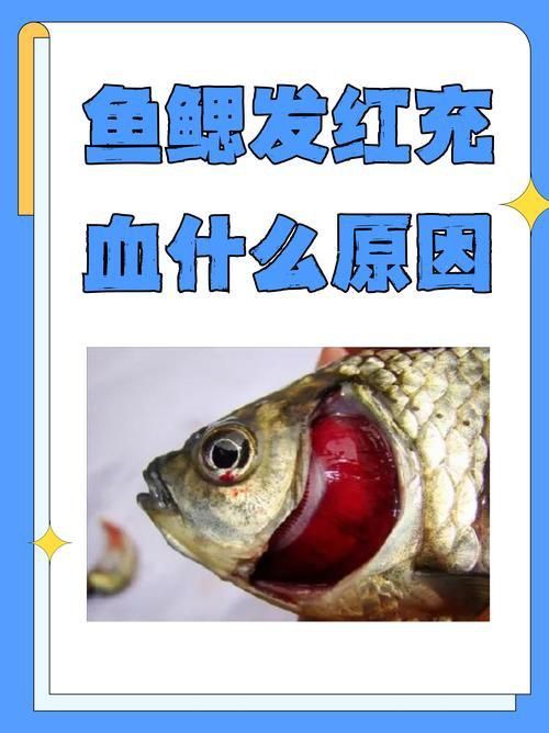 龍魚(yú)細(xì)菌感染圖片
