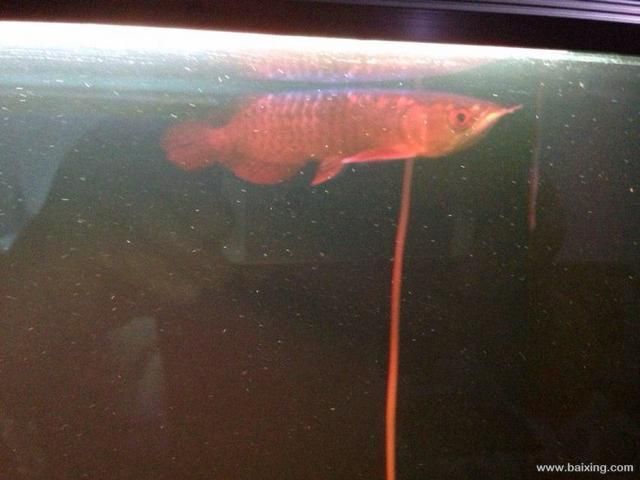 高背金龍魚怎么樣（高背金龍魚價格教你正確選購高背金龍魚的養殖方法）