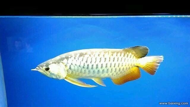 高背金龍魚怎么樣（高背金龍魚價格教你正確選購高背金龍魚的養殖方法）