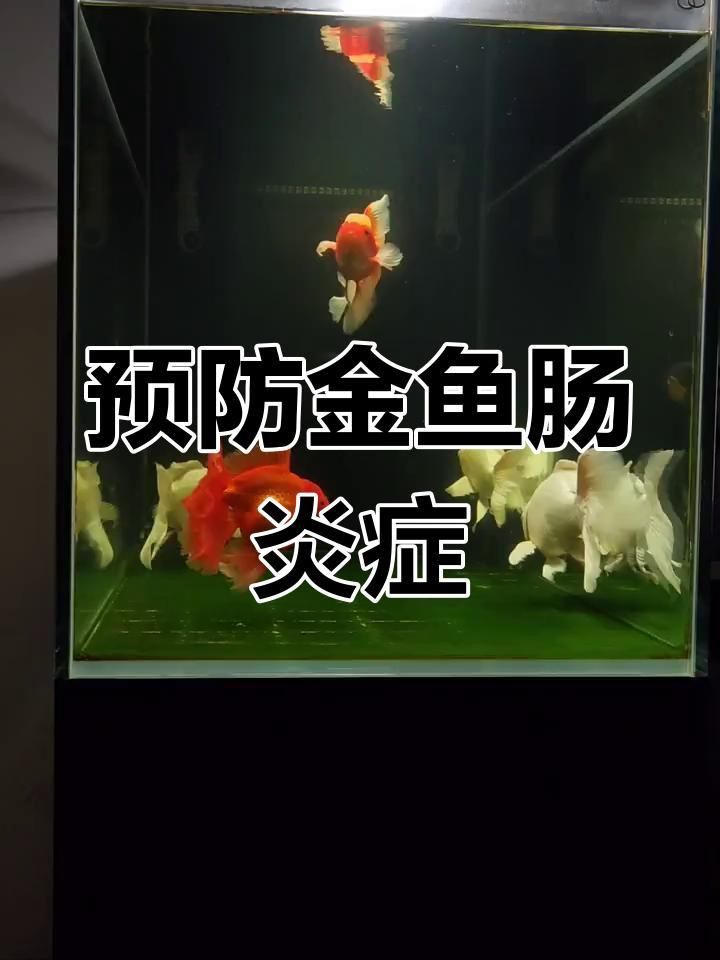 如何預防魚再次得腸炎？ 如何預防魚再次得腸炎？ 龍魚百科 第1張