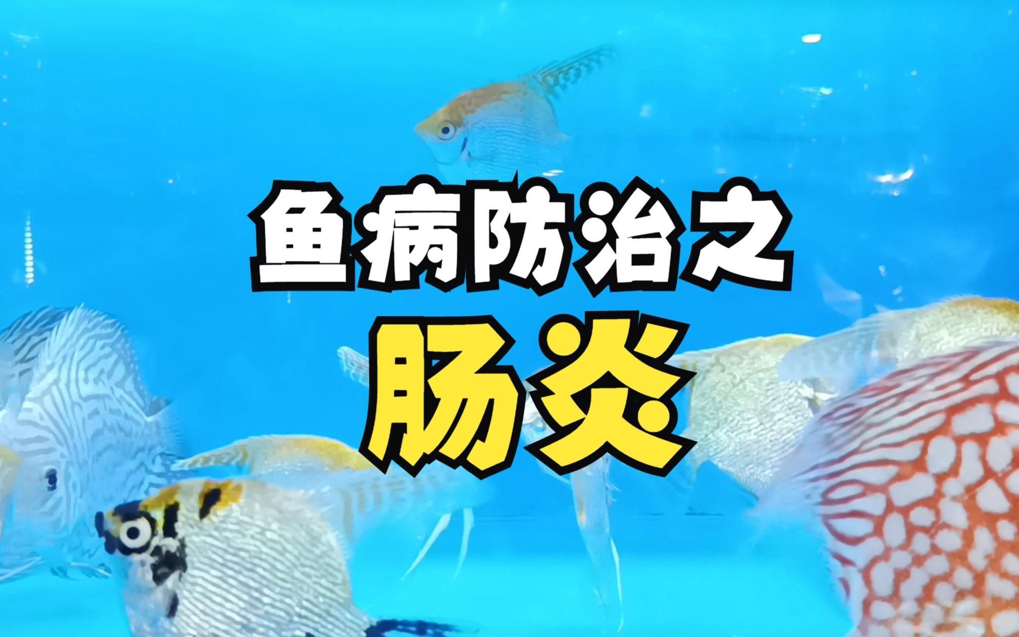 如何預防魚再次得腸炎？ 如何預防魚再次得腸炎？ 龍魚百科 第6張