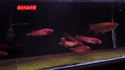 紅龍魚養幾條不打架（混養多條紅龍魚不打架的情況是有的，但依賴于多個因素）