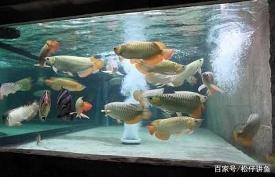 紅龍魚養幾條不打架（混養多條紅龍魚不打架的情況是有的，但依賴于多個因素）