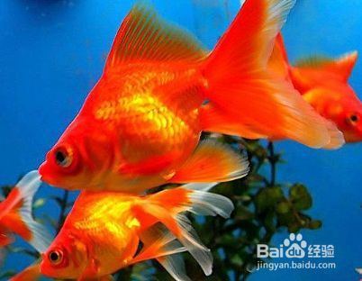 金龍魚炸鱗了該怎么辦：如何預防金龍魚炸鱗