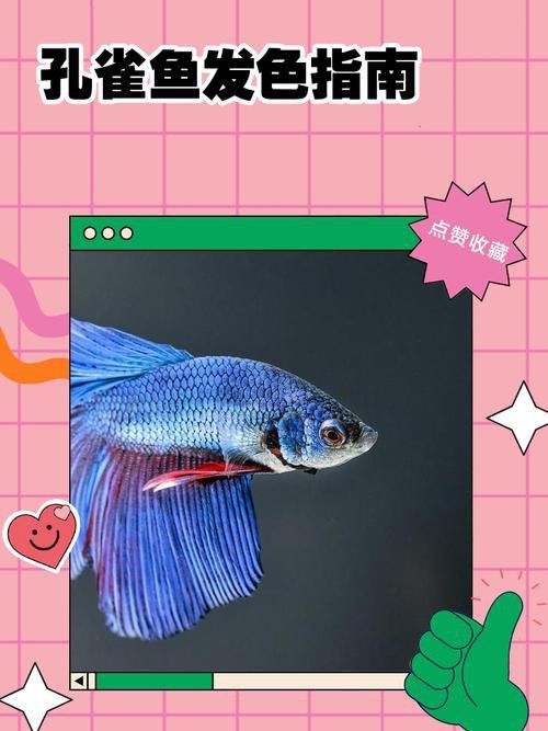 熱帶魚藍龍魚
