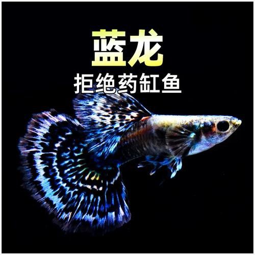 熱帶魚藍龍魚
