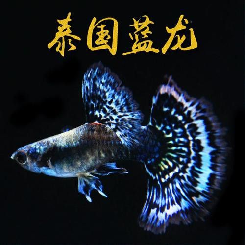 熱帶魚藍龍魚