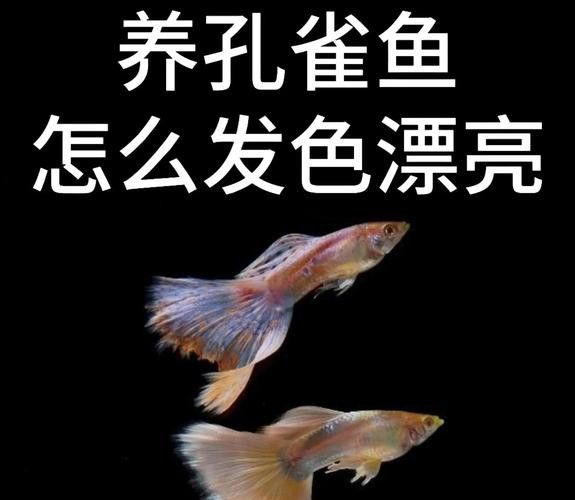熱帶魚藍龍魚