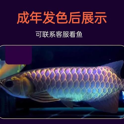 熱帶魚藍龍魚