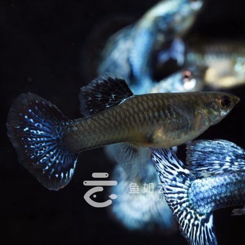 熱帶魚藍龍魚
