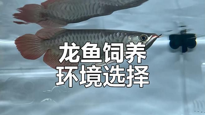 熱帶魚藍龍魚