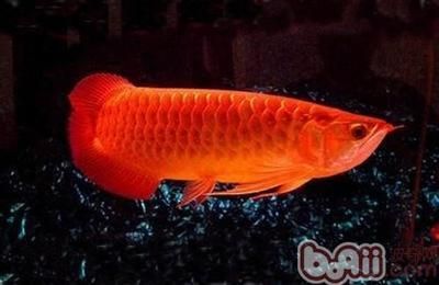 紅色龍魚多少錢一只啊：紅色龍魚大概多少錢一只紅龍魚多少錢一只紅龍魚
