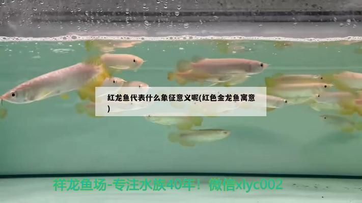 金龍魚與紅龍魚哪個意義好點(diǎn)呢（金龍魚與紅龍魚的價格對比）