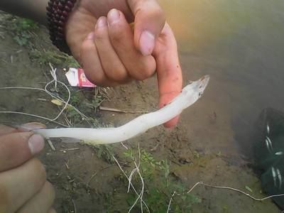 白色的像龍一樣的魚叫什么：白色的像龍一樣的魚叫什么紅尾金龍魚和帝王皇帶魚