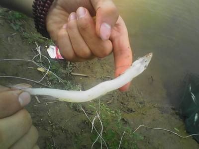 白色的像龍一樣的魚叫什么：白色的像龍一樣的魚叫什么紅尾金龍魚和帝王皇帶魚