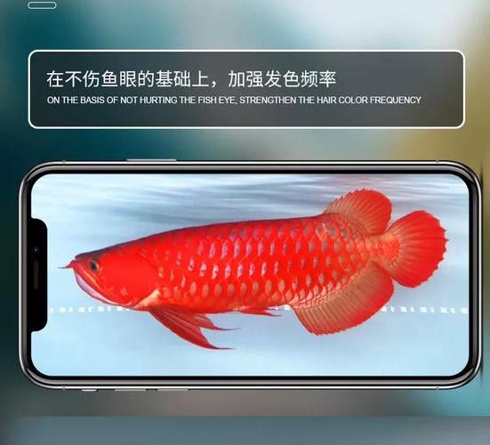 紅色雷龍魚用什么燈好養