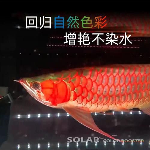 紅色雷龍魚用什么燈好養