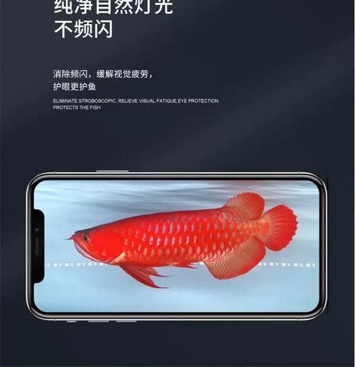 紅色雷龍魚用什么燈好養