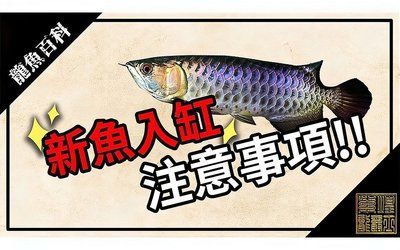 剛買的龍魚應注意什么（剛買的龍魚需要注意些什么？）