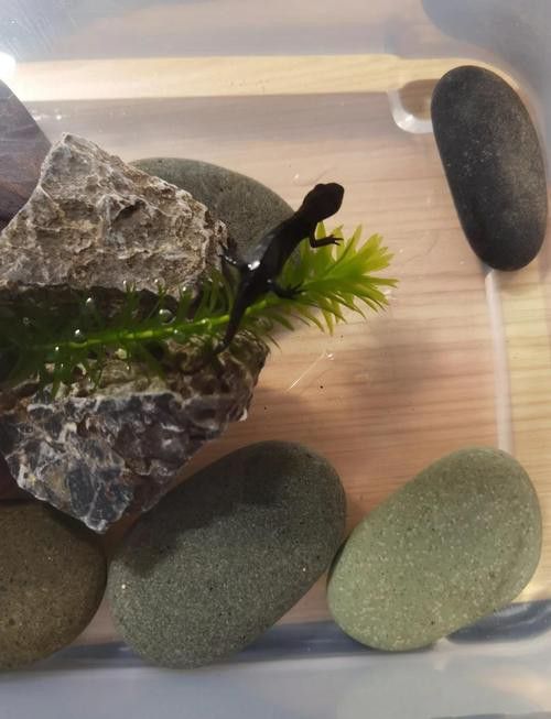 火龍魚和金魚能混養(yǎng)嗎圖片