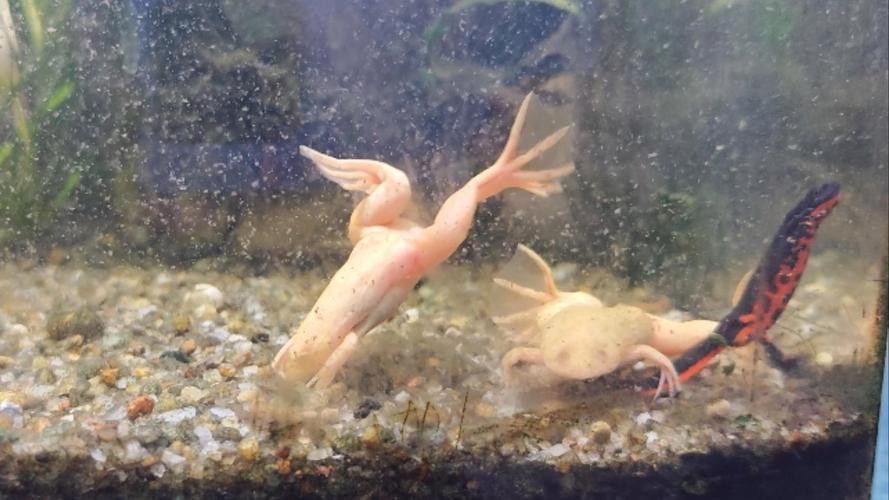 火龍魚和金魚能混養(yǎng)嗎圖片