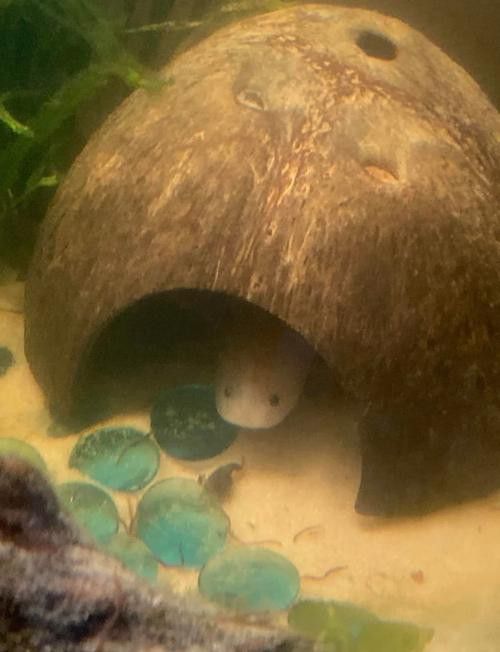 火龍魚和金魚能混養(yǎng)嗎圖片