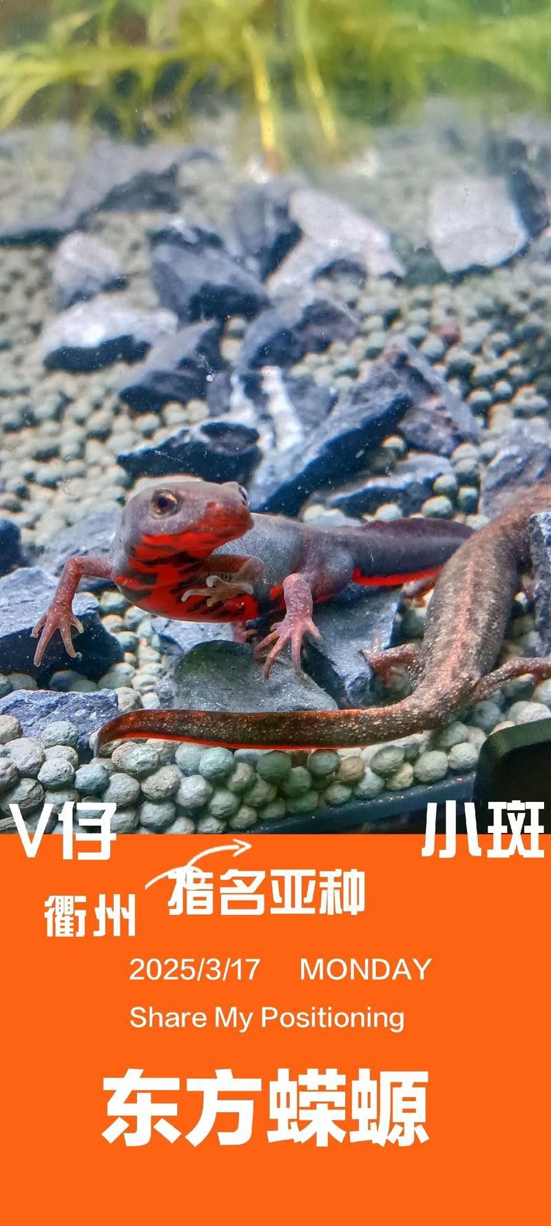 火龍魚和金魚能混養(yǎng)嗎圖片