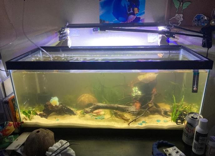 火龍魚和金魚能混養(yǎng)嗎圖片