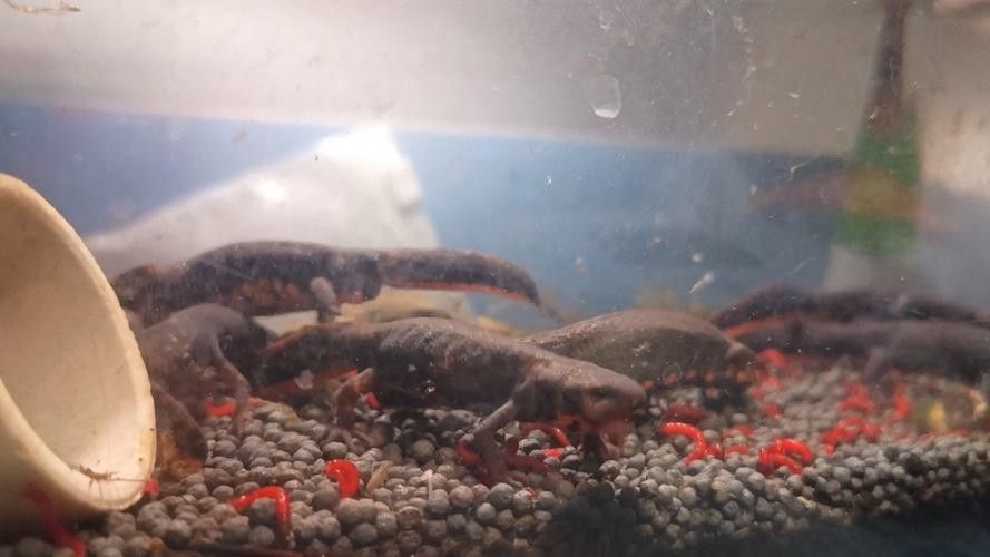 火龍魚和金魚能混養(yǎng)嗎圖片