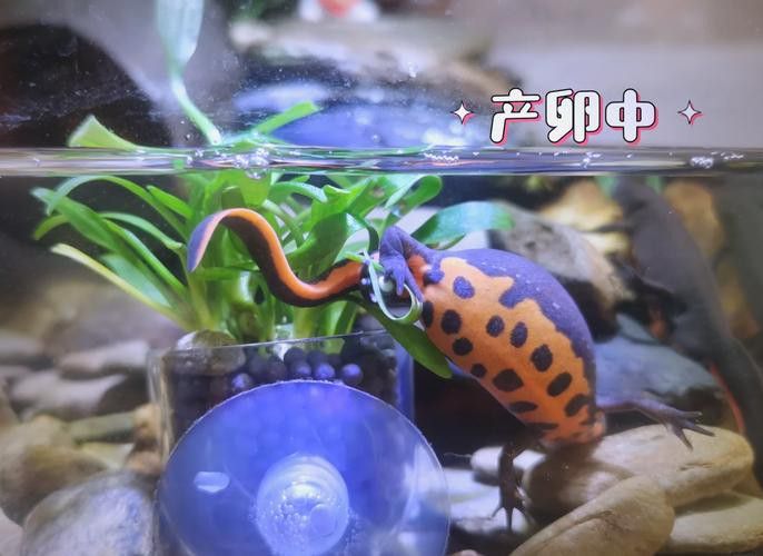 火龍魚和金魚能混養(yǎng)嗎圖片