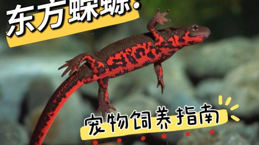 火龍魚和金魚能混養(yǎng)嗎圖片