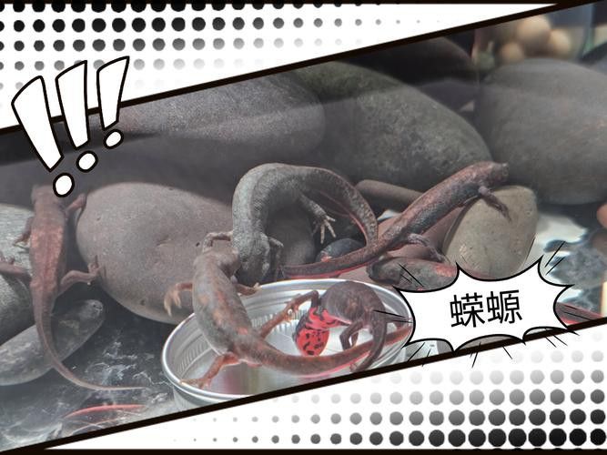 火龍魚和金魚能混養(yǎng)嗎圖片