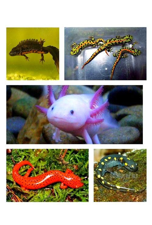 火龍魚和金魚能混養(yǎng)嗎圖片