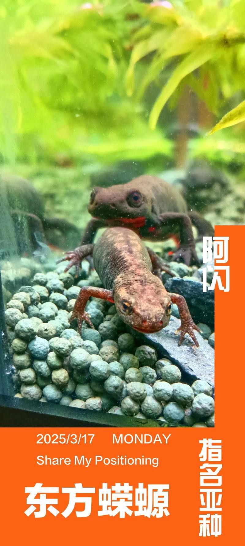 火龍魚和金魚能混養(yǎng)嗎圖片