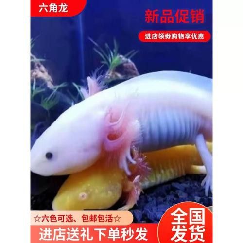 火龍魚和金魚能混養(yǎng)嗎圖片