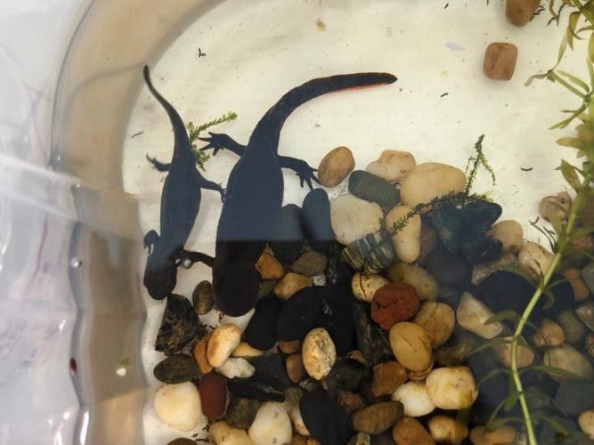 火龍魚和金魚能混養(yǎng)嗎圖片