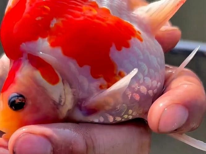 火龍魚和金魚能混養(yǎng)嗎圖片