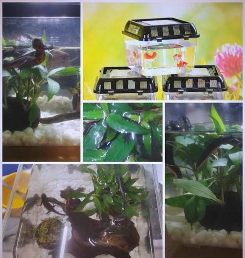 火龍魚和金魚能混養(yǎng)嗎圖片