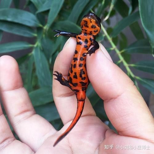 火龍魚和金魚能混養(yǎng)嗎圖片