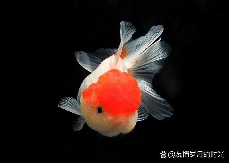 火龍魚和金魚能混養(yǎng)嗎圖片