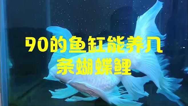 90cm缸適合養(yǎng)幾條魚？