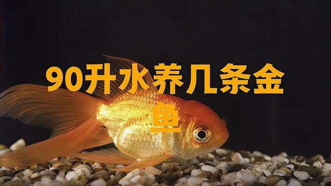 90cm缸適合養(yǎng)幾條魚？