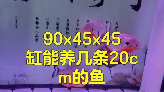 90cm缸適合養(yǎng)幾條魚？