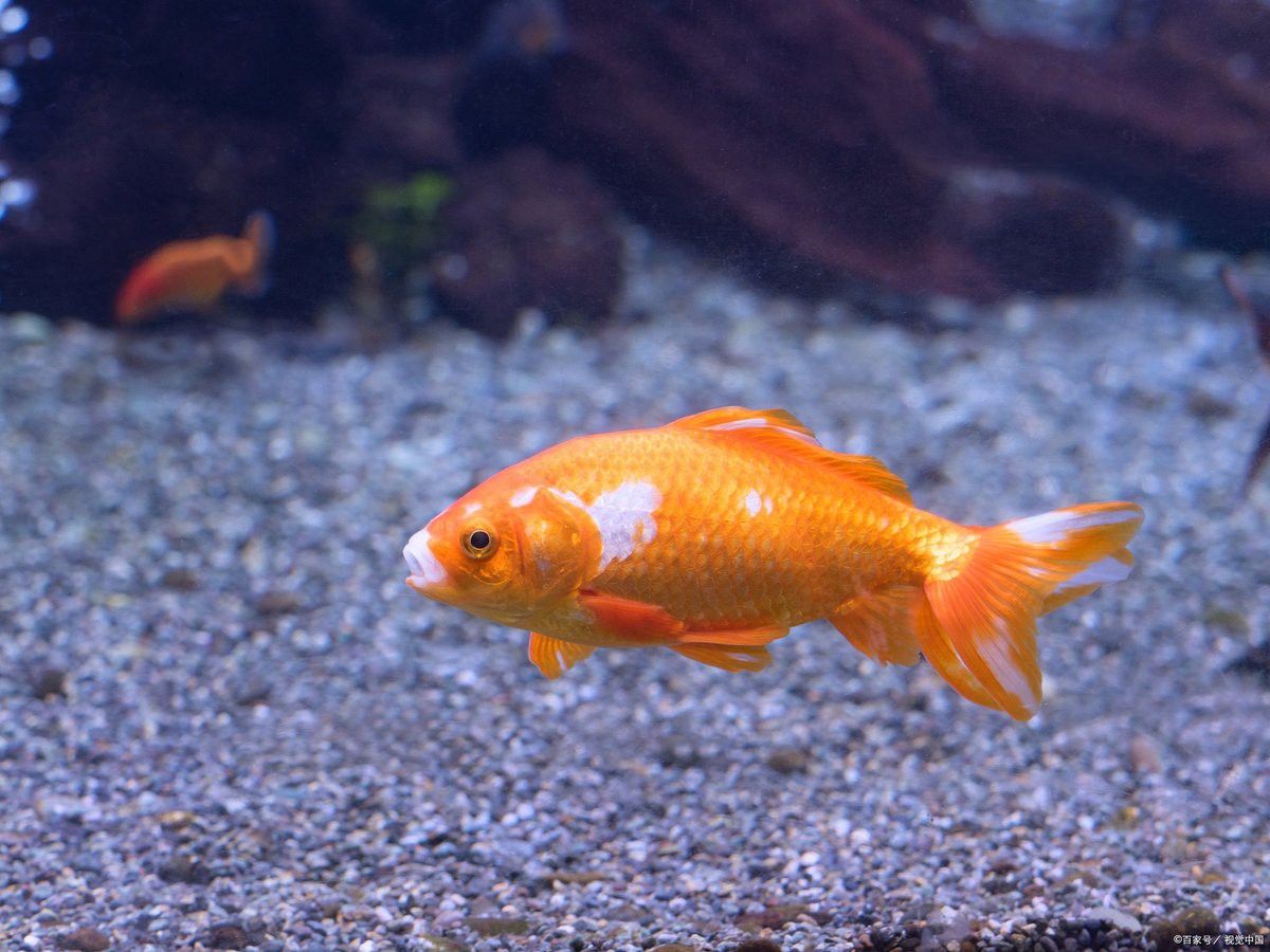 90cm缸適合養(yǎng)幾條魚？