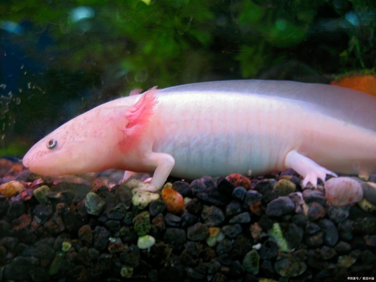 哪些食物適合六角恐龍？