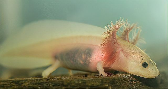 哪些食物適合六角恐龍？