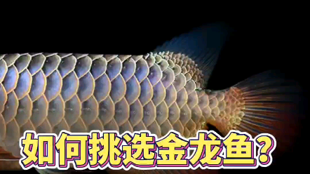 如何判斷過背金龍魚的健康狀況？