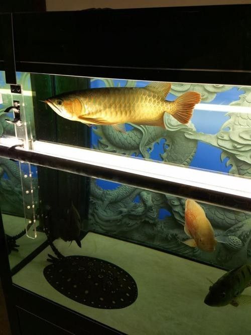 龍魚缸用什么燈最好用圖片 龍魚缸用什么燈最好用圖片 龍魚百科 第17張